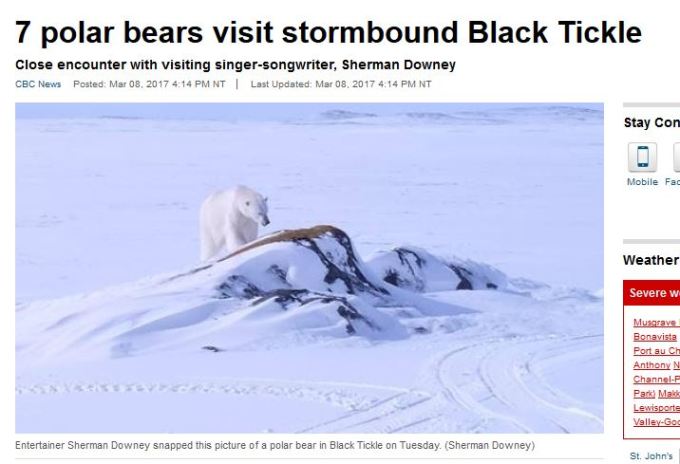 Black Tickle polar bear visits 7 March 2017_CBC news 8 March