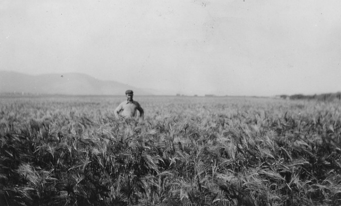&quot;A crop of irrigated barley. Barley growing on the Camas Division.&quot;