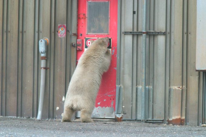 polar_bear-US FWS_young bear Alaska maybe Kaktovik no date